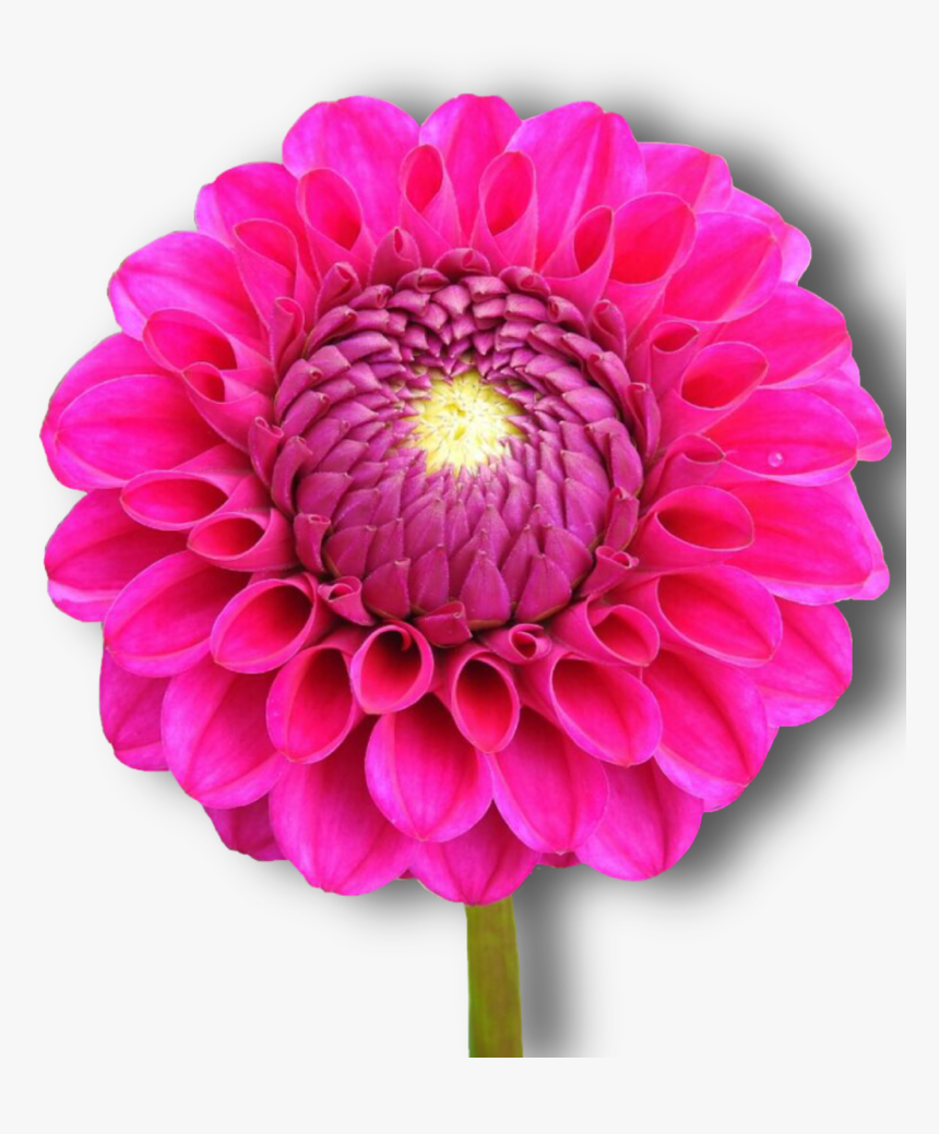 Dahlia, Pink, Flower, Png, Isolated - Dahlia, Transparent Png