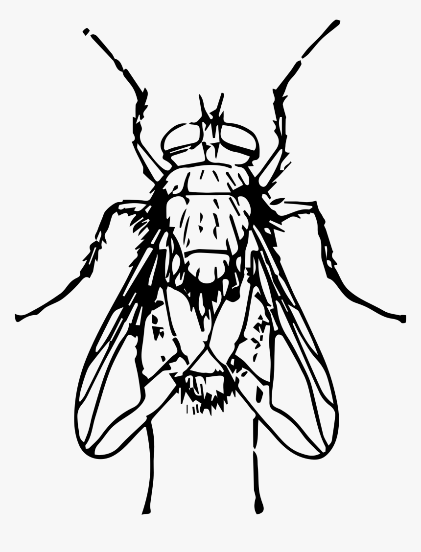 Blow Fly Clip Arts - Blow Fly Clip Art, HD Png Download