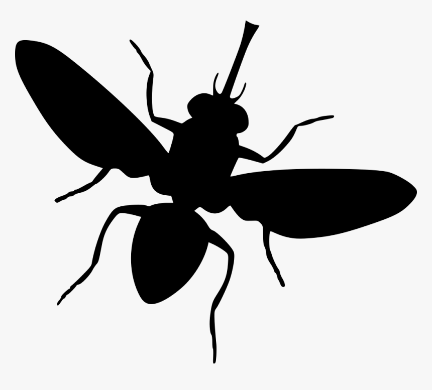 Fly - Ant, HD Png Download