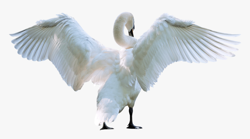 Swan Starting Fly Png Image, Transparent Png