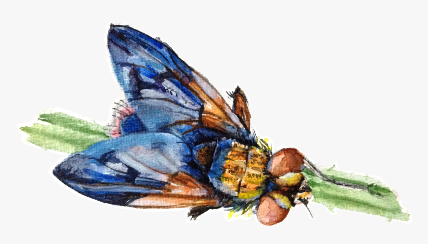 House Fly , Png Download - Common Blue, Transparent Png