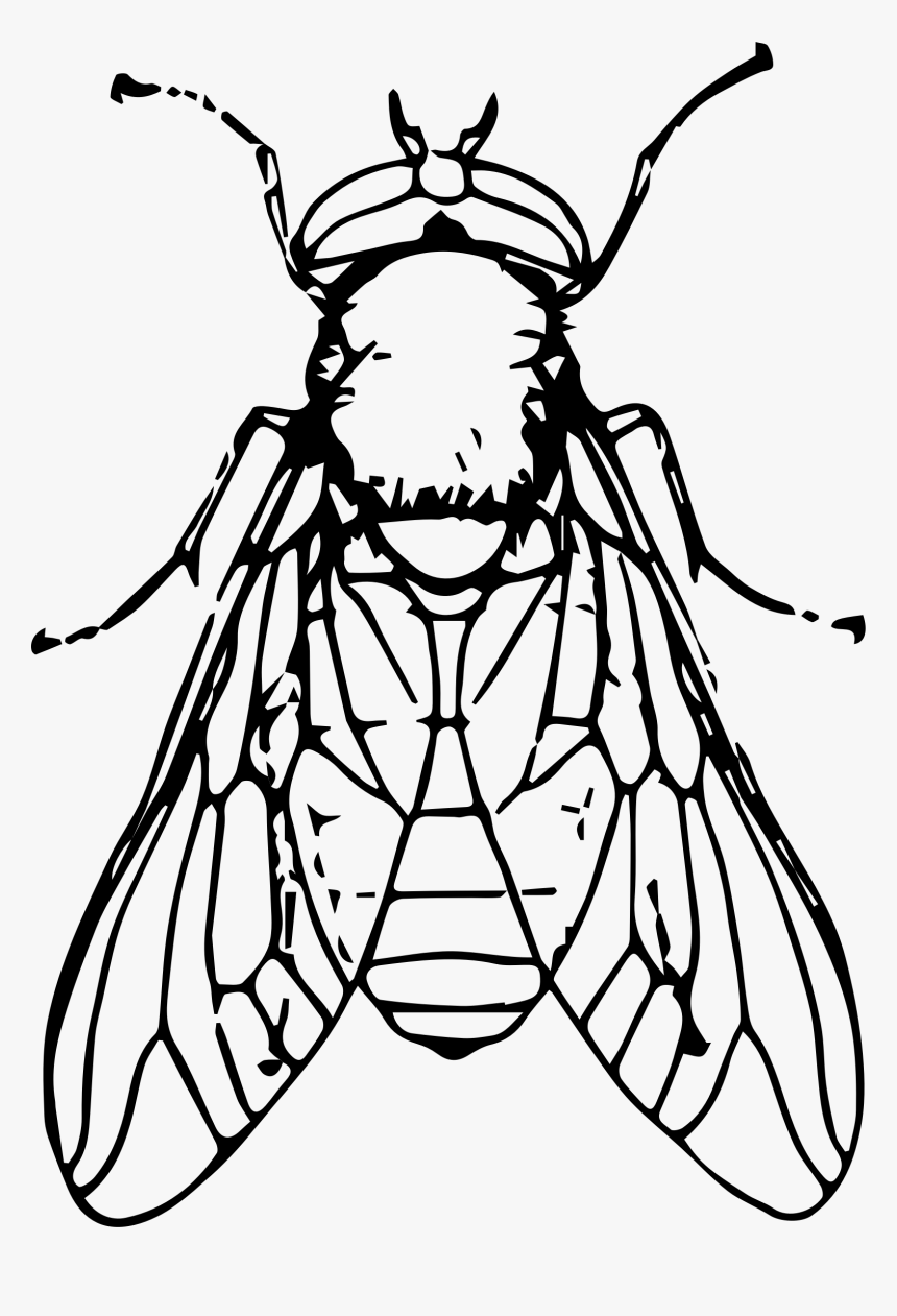 Black Horse Fly Png File - Clip Art Black And White Fly, Transparent Png