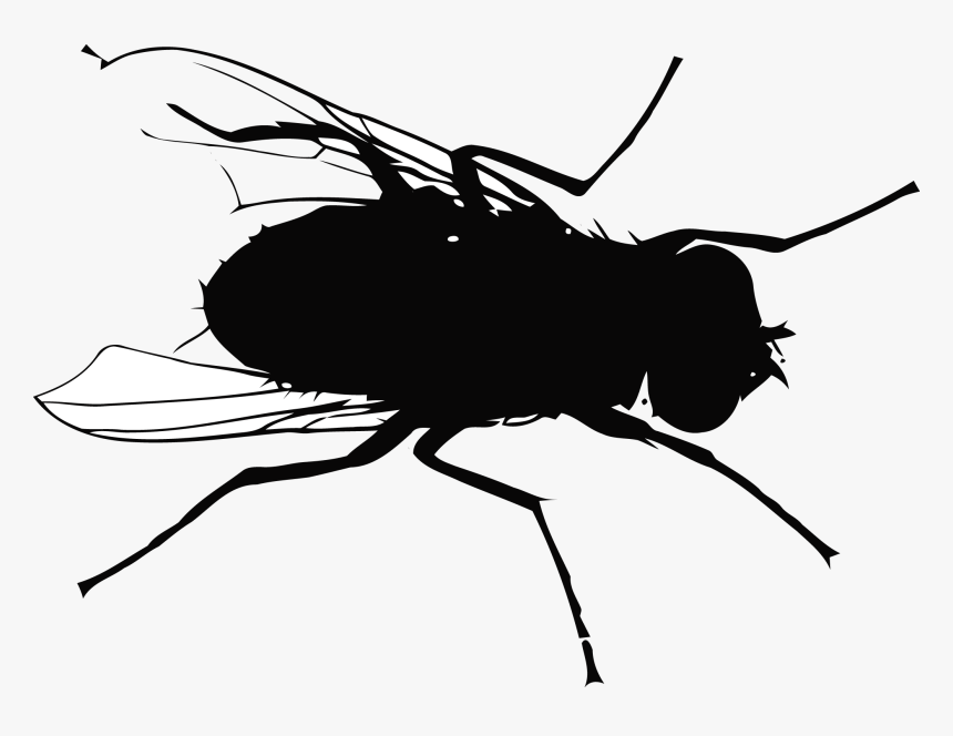 Fly Mosquito Flight - Fly Silhouette Png, Transparent Png