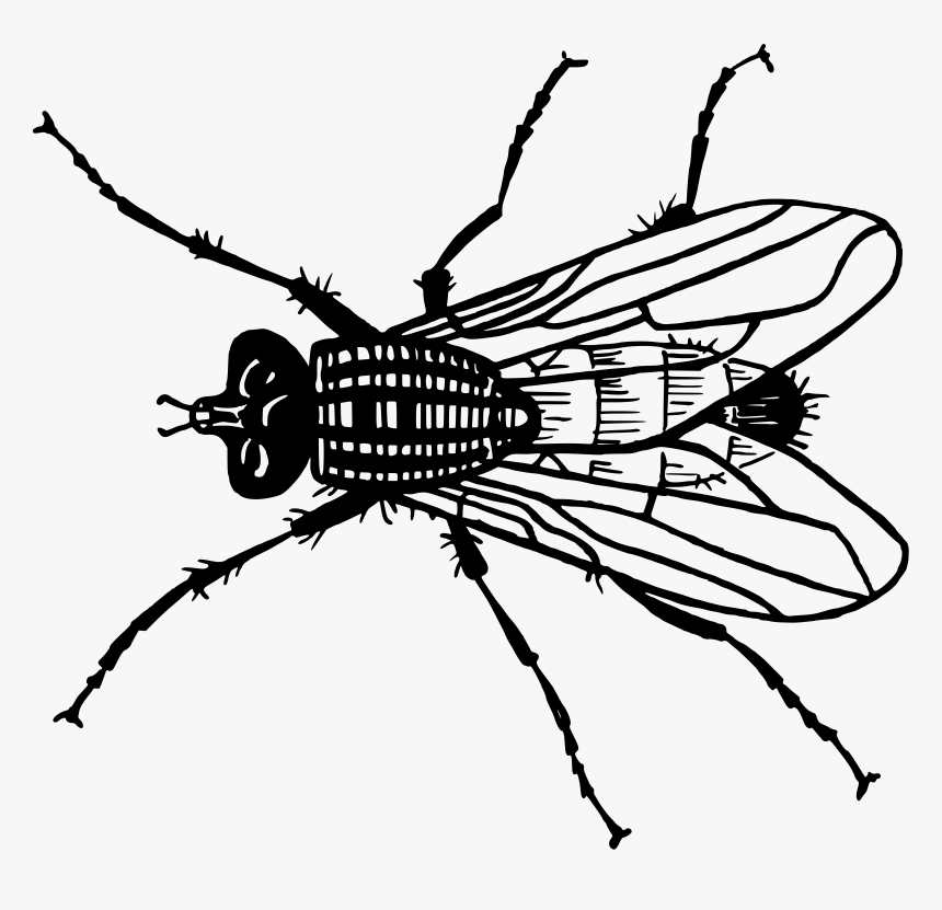 Fly 2 Clip Arts - Fly Free Clip Art, HD Png Download