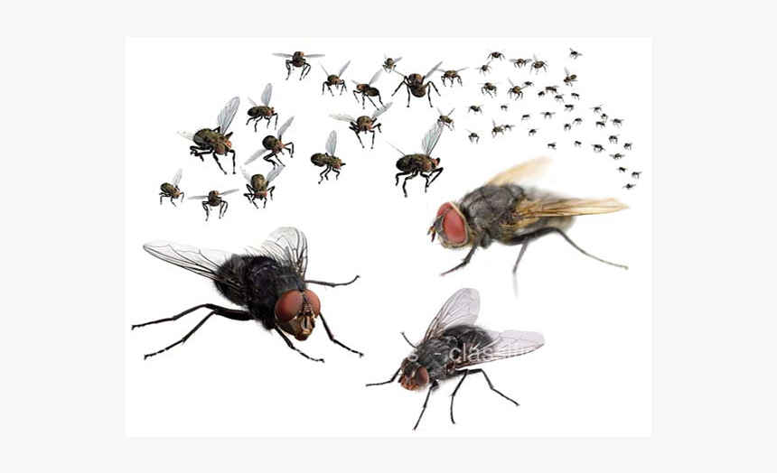 Swarm Of Flies, HD Png Download