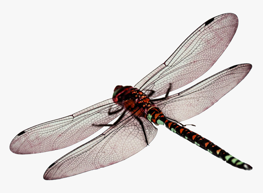 Dragon Fly Png - Dragonfly Png, Transparent Png