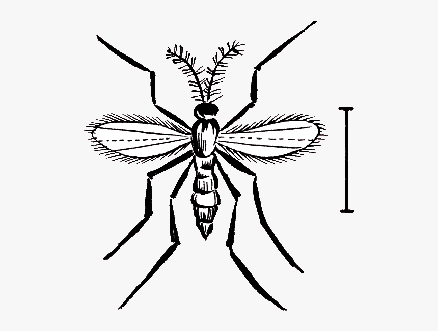 Hessian Fly - Bee, HD Png Download