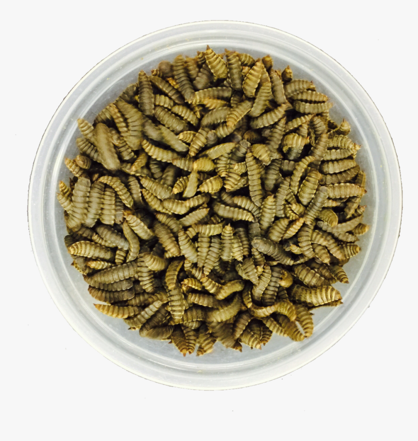 Black Soldier Fly Prepupae - Black Soldier Fly, HD Png Download