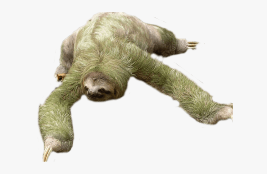 Transparent Baby Sloth Png - Sloth Png, Png Download
