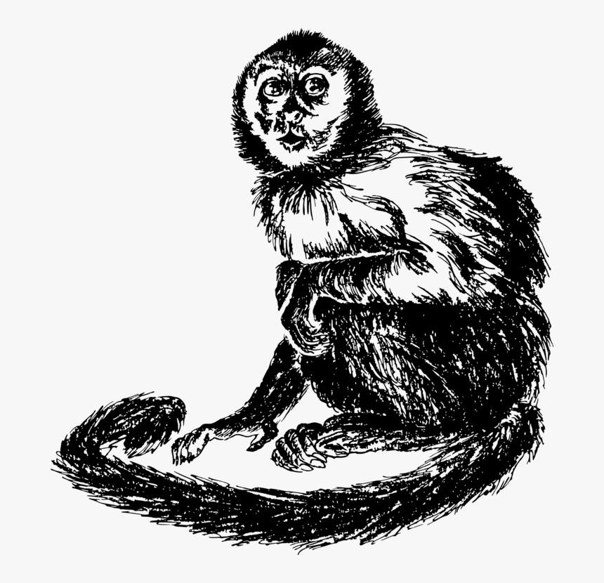 Owl,wildlife,sloth - Drawing Capuchin, HD Png Download