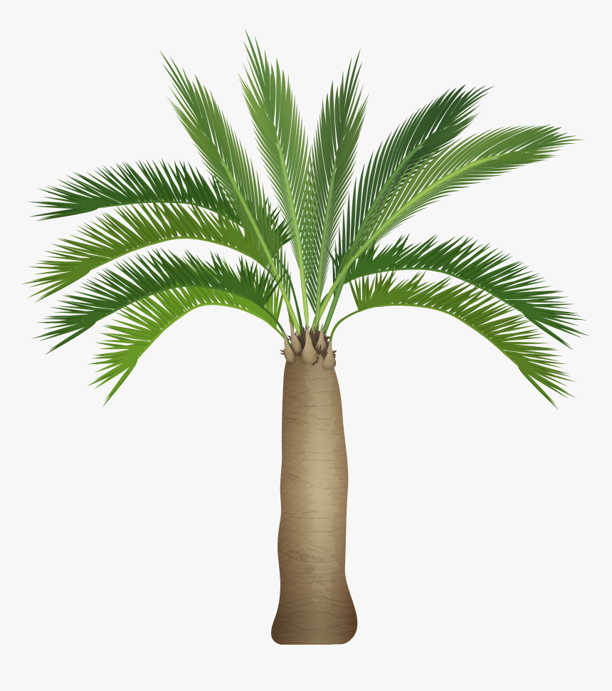 Palm Tree Top View Png, Transparent Png