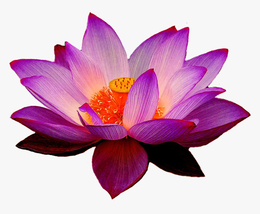 Purple Lotus Flower Png, Transparent Png
