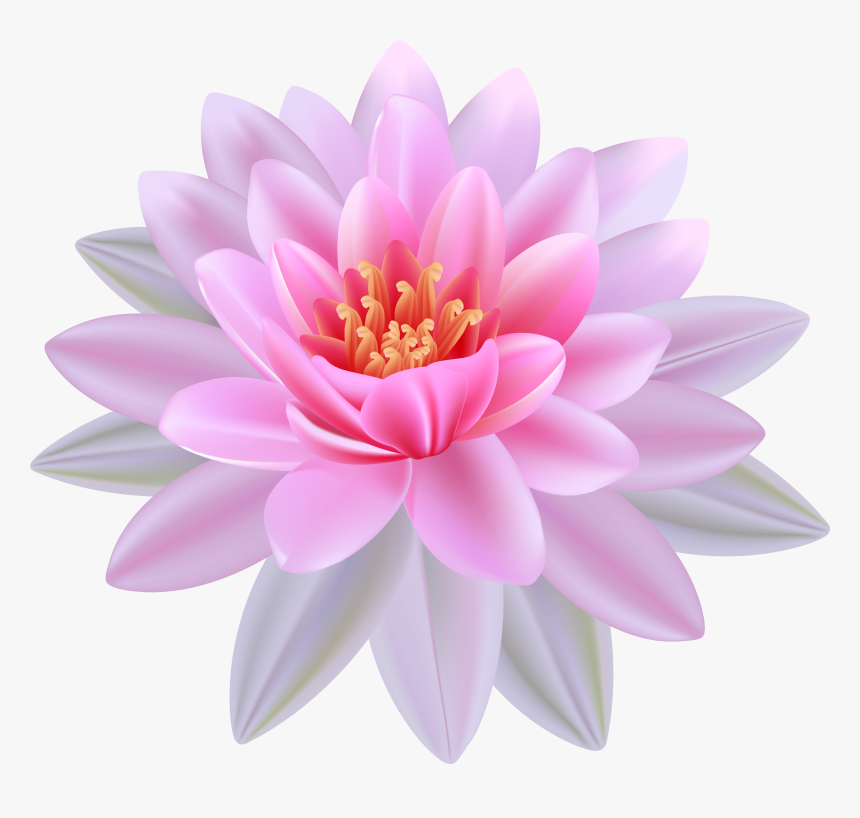 Lilies Clipart Lotus Flower - Transparent Water Lily Png, Png Download