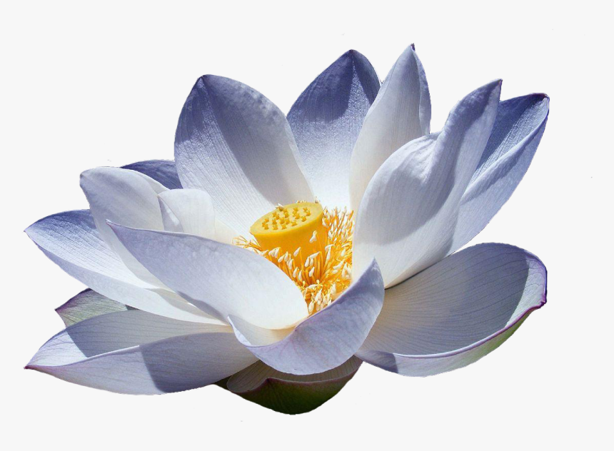 Flor De Lotus Png Japanese Lotus Flower White - Blue Water Lily Png, Transparent Png