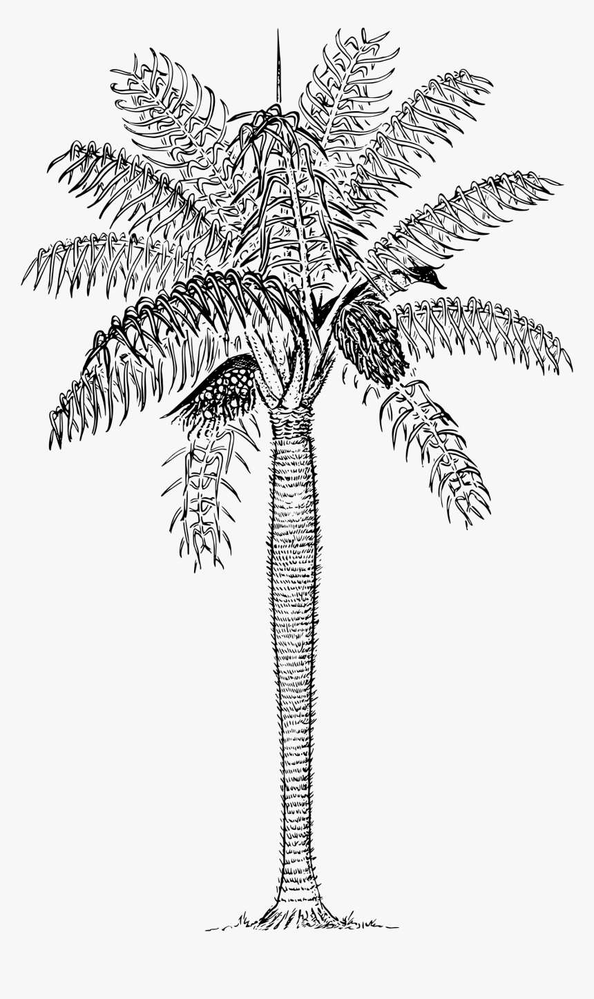 Prickly Palm Clip Arts - Grugru Palm, HD Png Download