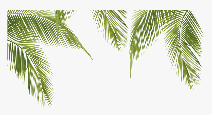 Imagenes De Palmas Png, Transparent Png