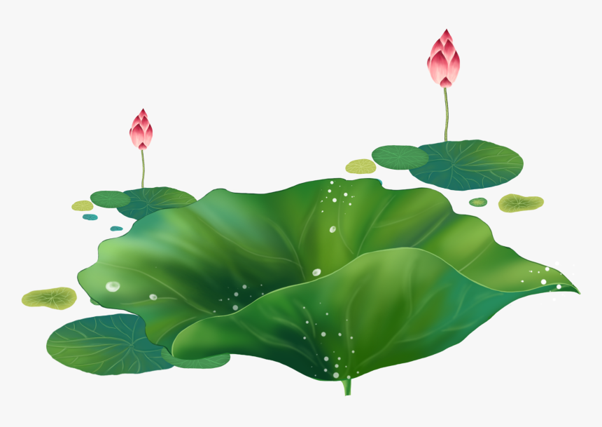 Cartoon Lotus Decorative About Hand Droplets - Sacred Lotus, HD Png Download