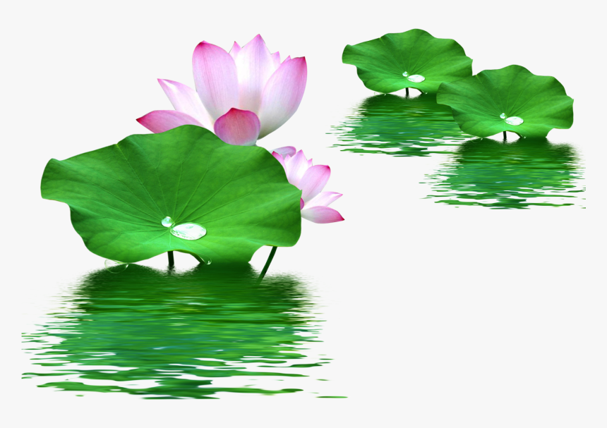 Leaf Nelumbo Nucifera Lotus Effect Water Clipart - Lotus With Leaf Png, Transparent Png