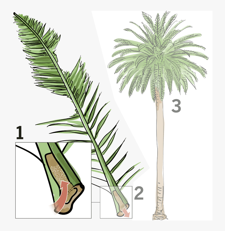 Plant,tree,palm Plant,botany,woody Stem,flowering Plant,date - Dying Palm Tree, HD Png Download