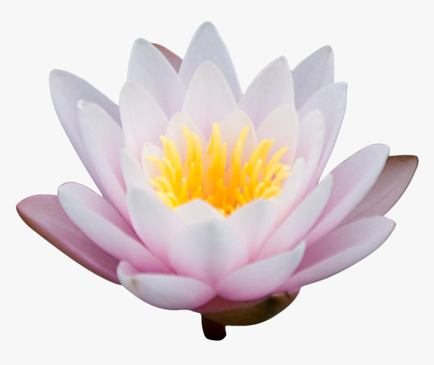 Png Lotus Image - Lotus Flower Png Transparent, Png Download