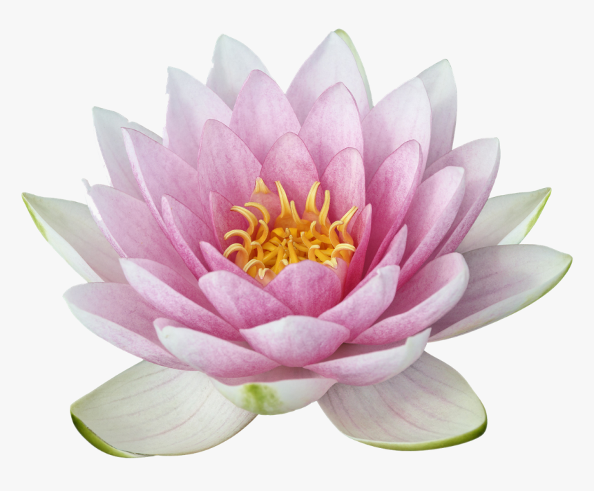 Transparent Lotus Png - Lotus .png, Png Download