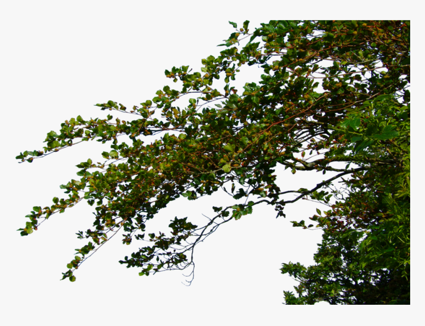 Transparent Tree Without Leaves Clipart - Tree Leaves Branches Png, Png Download