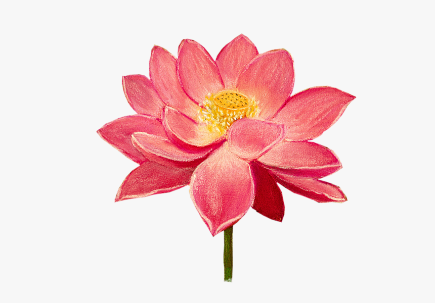 Sacred Lotus, HD Png Download