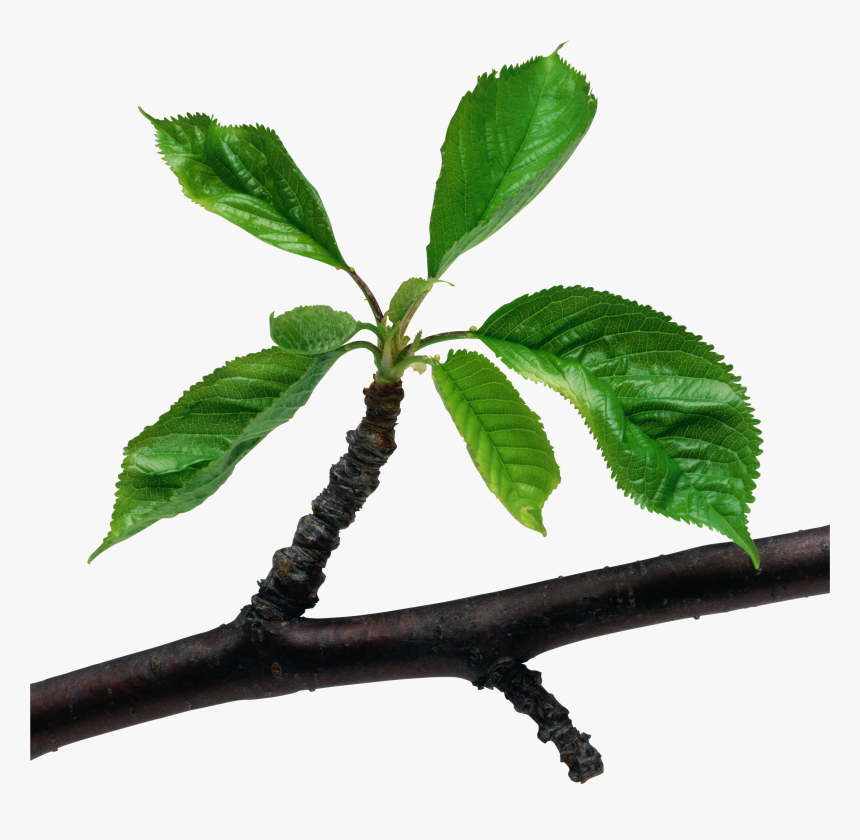 Green Leaves Branch Png - Leaf On A Branch, Transparent Png