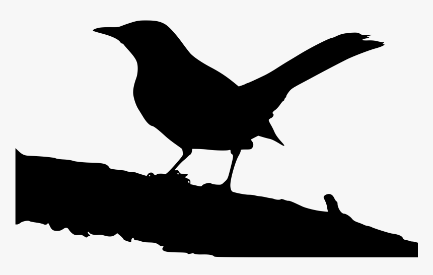 Northern Mockingbird On Tree Branch Clip Arts - Mockingbird Png, Transparent Png