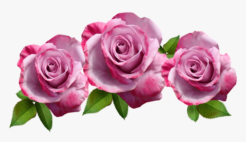Flowers, Roses, Mauve, Fragrant, Cut Out, Isolated - Garden Roses, HD Png Download