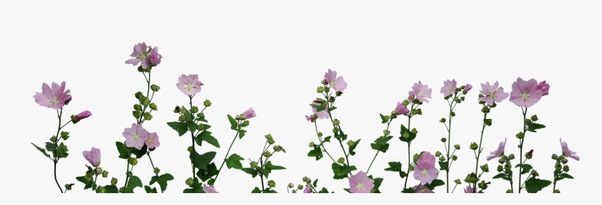 Flowers Png Format - Flower Plants Png, Transparent Png
