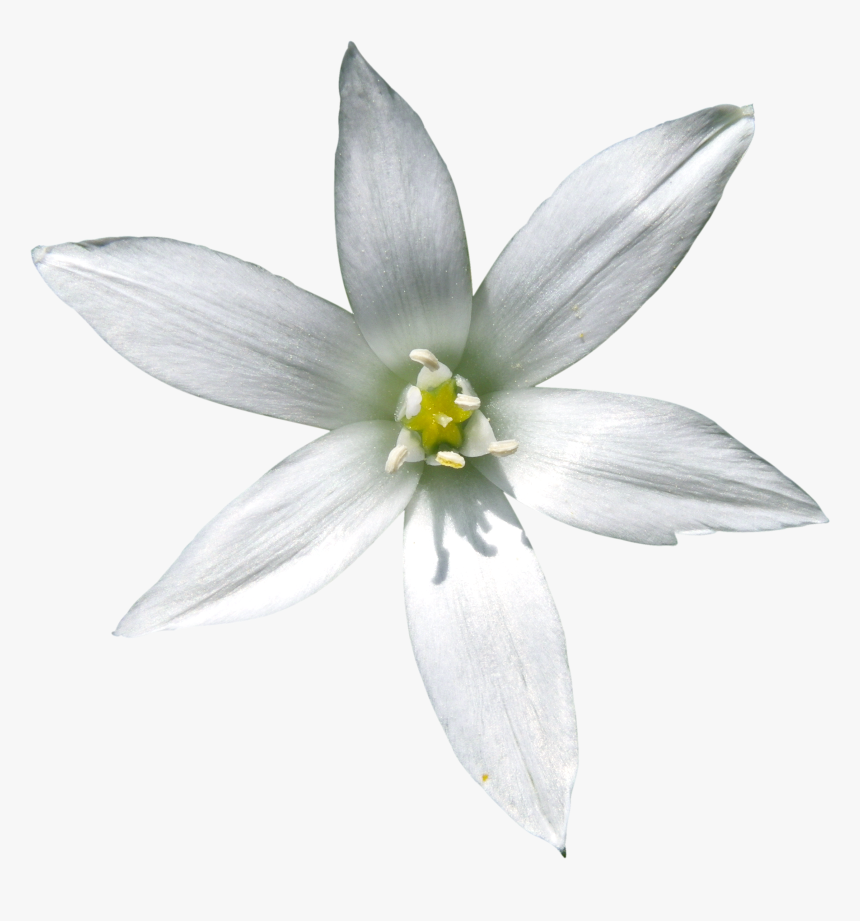 Star Of Bethlehem Flower White Background, HD Png Download