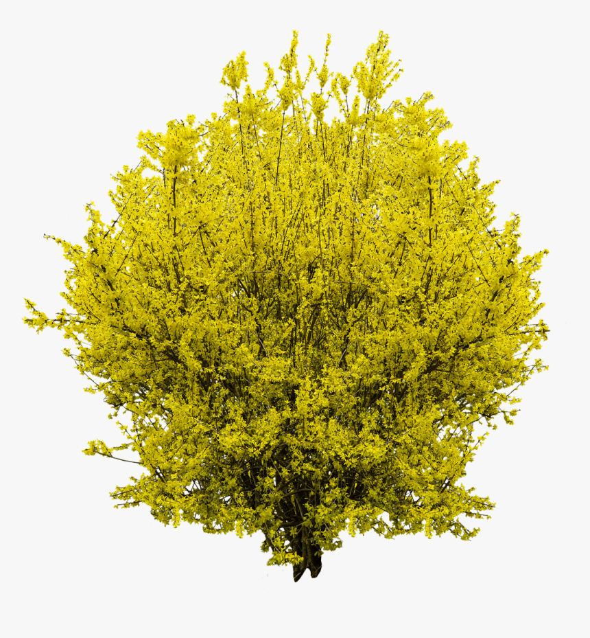 Golden Flowers 3d - Forsythia Png, Transparent Png