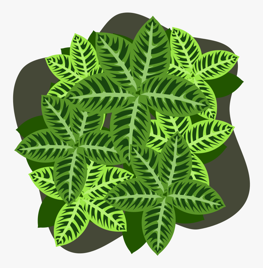 Fern, HD Png Download