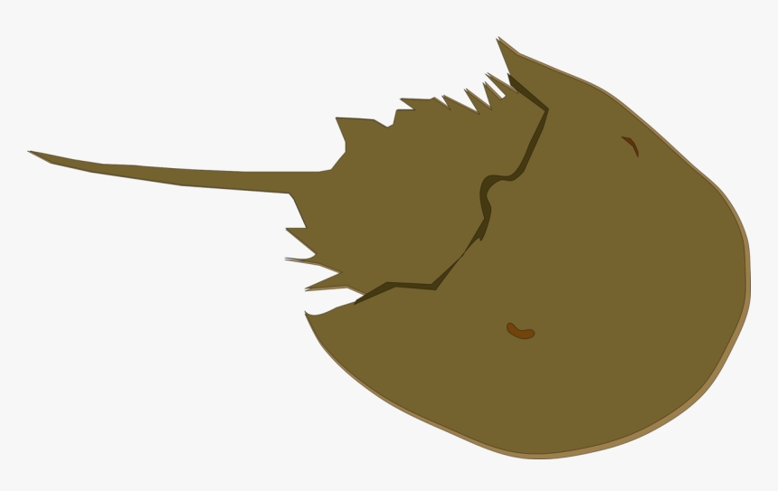 Head,leaf,jaw - Horseshoe Crab Clipart, HD Png Download