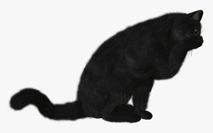 Cat Png - Черная Кошка Png, Transparent Png