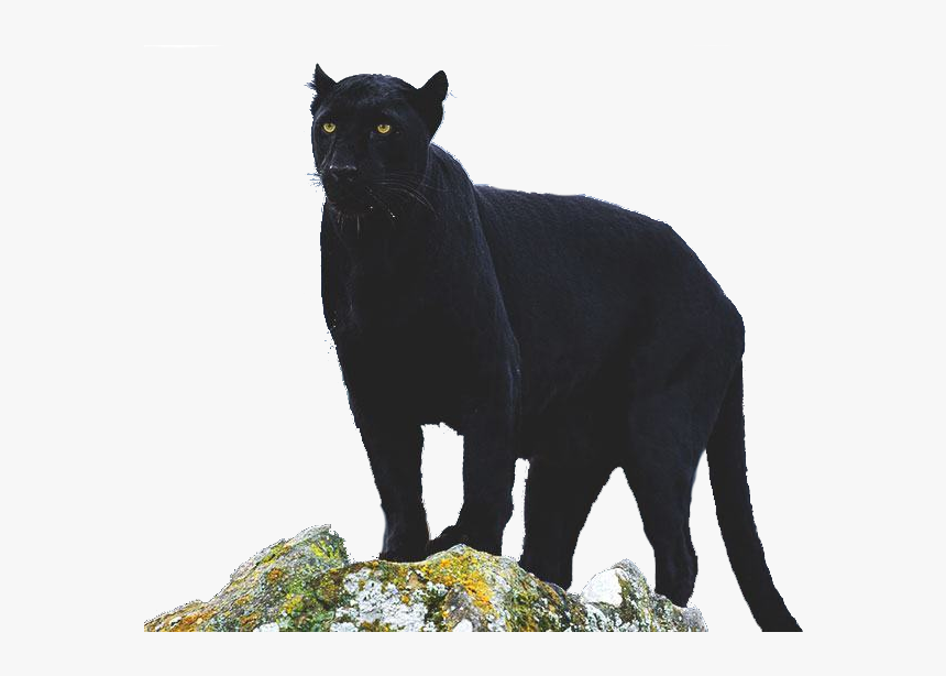 Transparent Pantera Png - Black Cat, Png Download