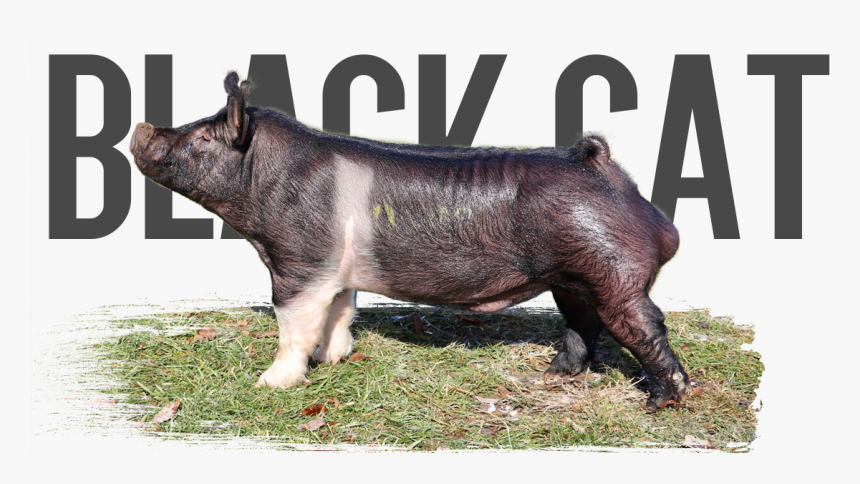 Domestic Pig, HD Png Download