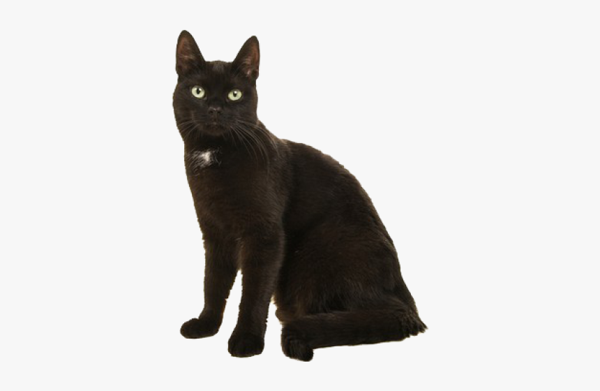 Black Cat, HD Png Download