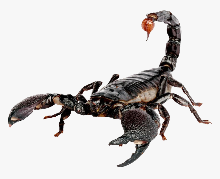 Scorpion Png, Transparent Png