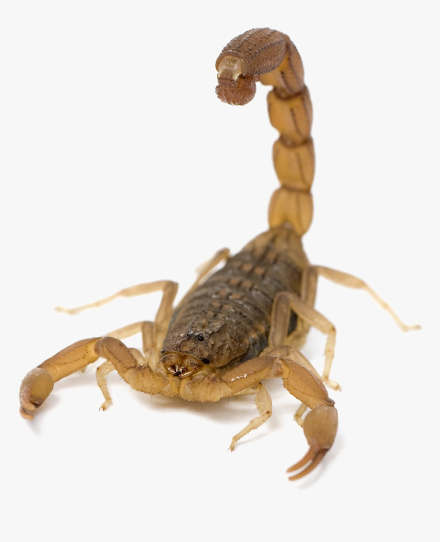 Download Scorpion Png Picture For Designing Projects - Scorpions In San Antonio Texas, Transparent Png