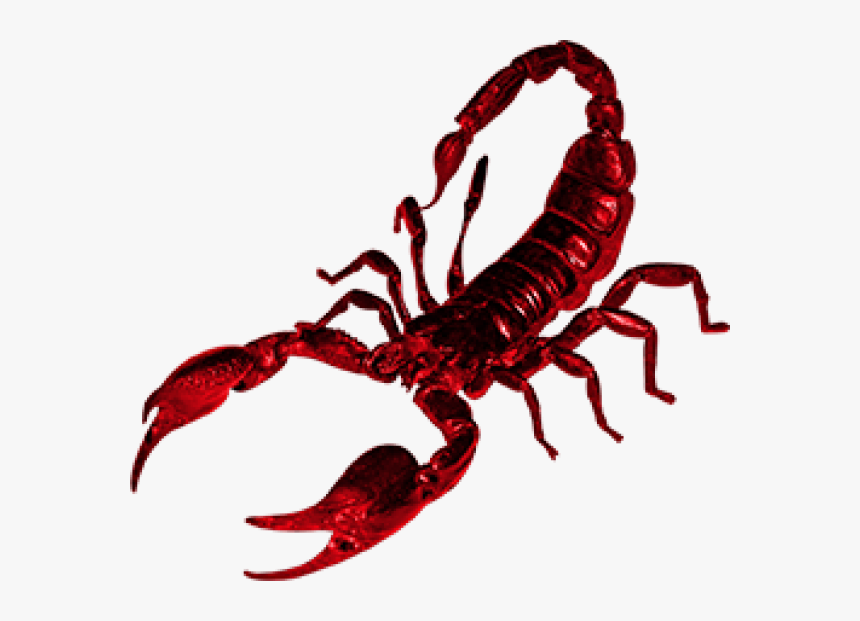 Scorpion Png Free Download - Red Scorpion Png, Transparent Png