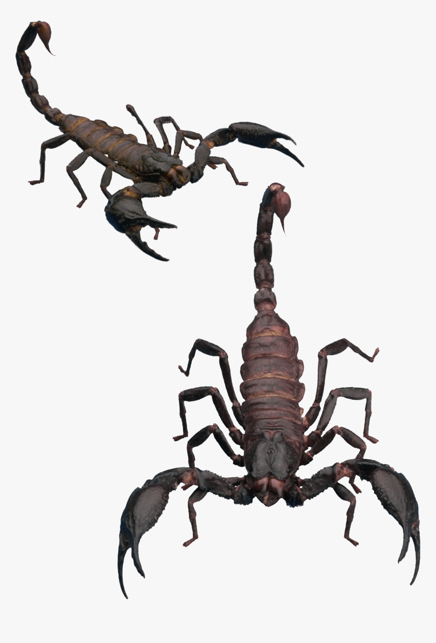 12113 - Transparent Background Scorpion Png, Png Download