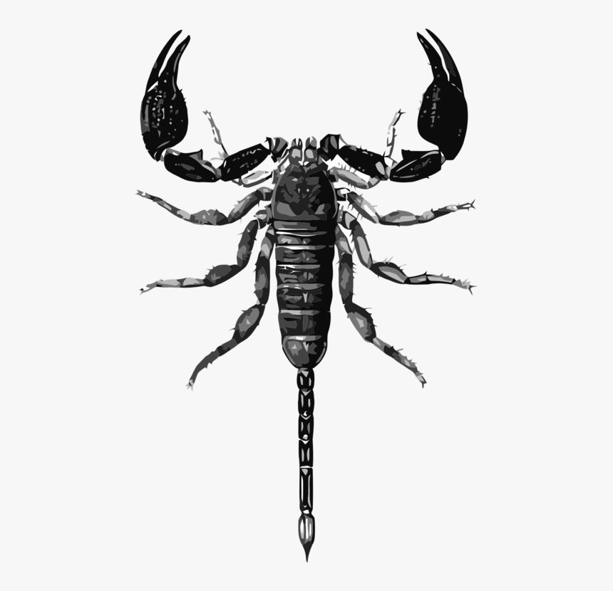 Free Vector Scorpion Drawing, HD Png Download