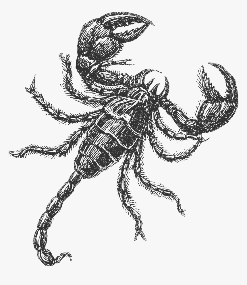 10-tyrannies - Insectos Sketch, HD Png Download