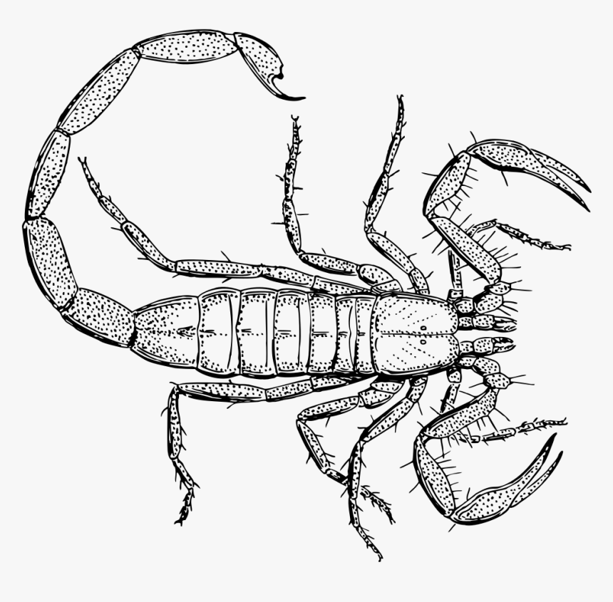 Vintage Scorpion Line Art - Scorpion Drawing, HD Png Download