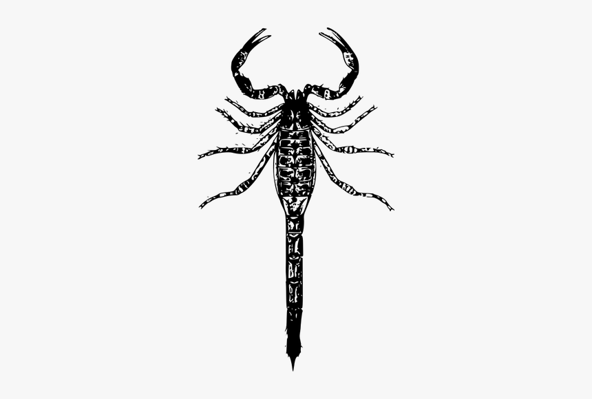 Basic Scorpion Vector Image - Scorpion Png, Transparent Png