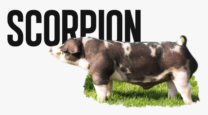 Moschino Playboy Teddy Bear, HD Png Download