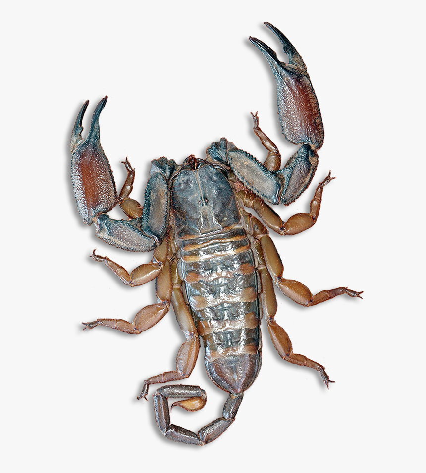 Scorpion Pincers, HD Png Download