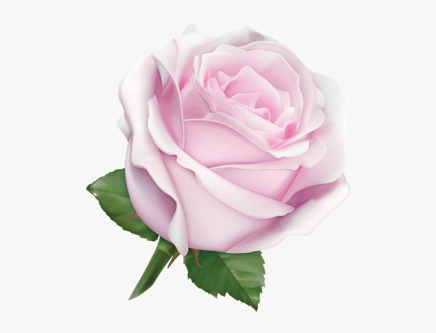White Roses Transparent Background, HD Png Download